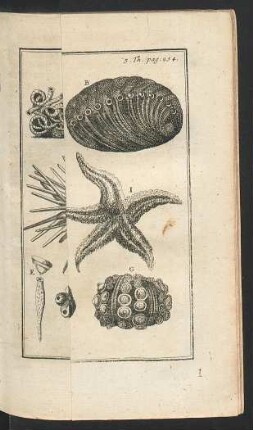 Tafel: Muscheln so aus einem Stücke bestehen.