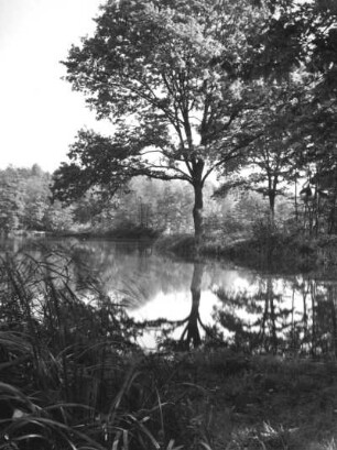 Coswig (Anhalt). Walkmühlenteich