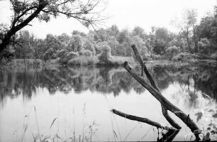 Taubergießen: Rheinwald; Naturschutzgebiet