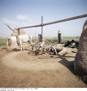 Irak: Esel an der Wasserpumpe