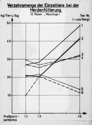 Verzehrsmenge der Einzeltiere bei der Herdenfütterung (6 Färsen;Maissilage)