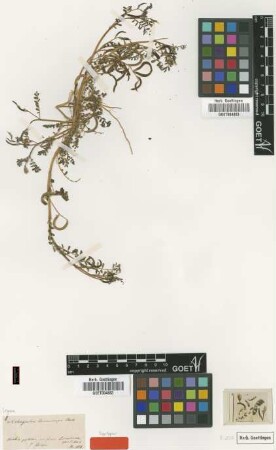 Astragalus tenuirugis Boiss. [syntype]