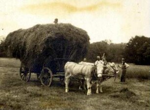 Viktoria-Pensionat. Heuwagen mit Ochsen