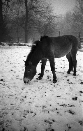 Winter im Karlsruher Zoo.