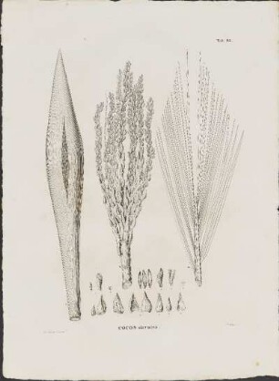 Tab. 82. Cocos oleracea.