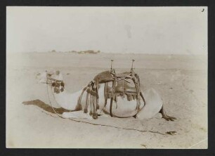 4 Albuminfotos eines Kamels