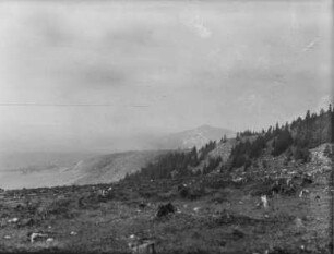 Gerodeter Wald : Blick über eine gerodete Bergkuppe