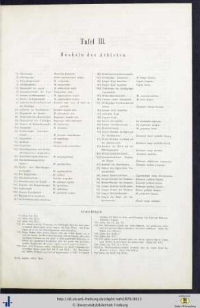 Tafel III. Muskeln des Athleten.