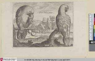 [Zwei Papageien; Two Grey Red-Tailed Parrots]