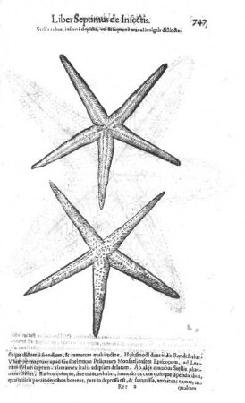 Stella rubra, inferne depicta, uti & superne maculis nigris distincta