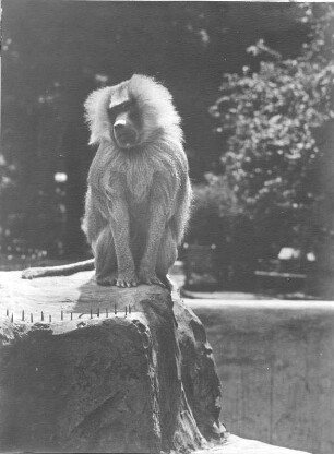 Pavian : Pavian im Zoologischen Garten Dresden