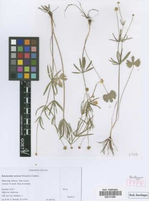 Ranunculus noricus E. H&ouml;randl & W. Gutermann[paratype]