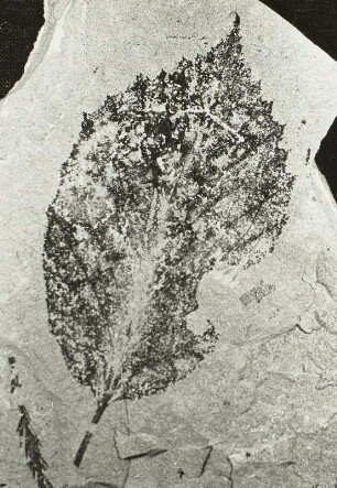 Hainbuche (Corylus maquarrii (FORBES) MASSALVIS) Blattabdruck auf oberoligozänem Schiefer der Schieferhalde bei Seifhennersdorf in der Oberlausitz