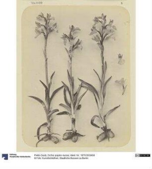 Orchis papilis nucea