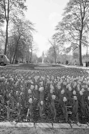 Tulpenblüte im östlichen Schloßgarten in Richtung Willstätter Allee.