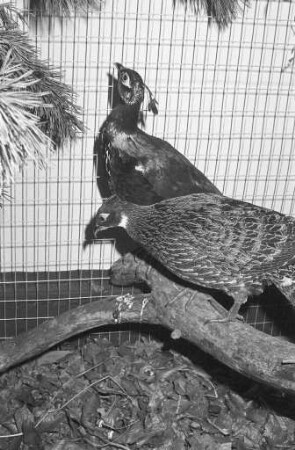 6. Badische Landesschau für Park- und Ziergeflügel beim Kleintierzuchtverein Neureut