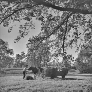 Landschaftsbild. Blühende Wiese bei Burg-Kauper. Ochsengespann mit einem Leiterwagen. : Wobraz krajiny. Kćějate łuki wokoło Kupaŕskich Bórkowow. Wolacy zapřah z rěblowanym wozom.
