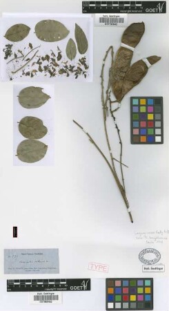 Canavalia cubensis Griseb.
