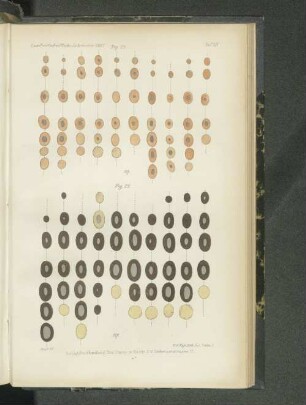 Tafel XIV. Fig. 22. - Fig. 23.