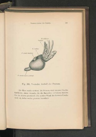 Fig. 381. Ventraler Antheil der Prostata.