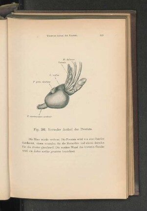 Fig. 381. Ventraler Antheil der Prostata.