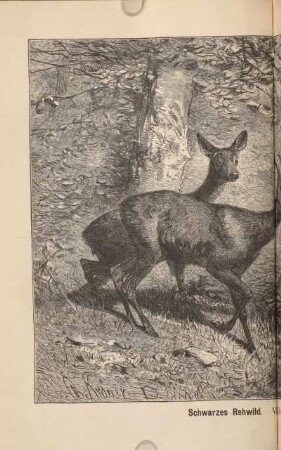 Schwarzes Rehwild. Von Christian Kröner.