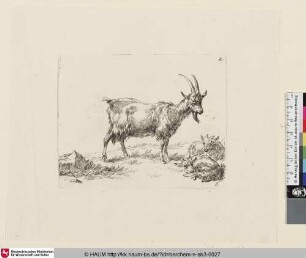 [Stehende Ziege nach rechts mit zwei liegenden Ziegenlämmern; The Set of the Goats, 6; Une chèvre debout, vue de profil et dirgée vers la droite où se reposent deux chevreaux]