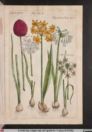 [Allium]