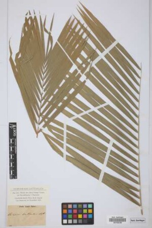 Calamus sulcatus Bl