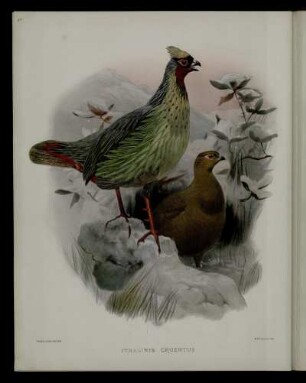 [Plate XXX.] Ithaginis cruentus