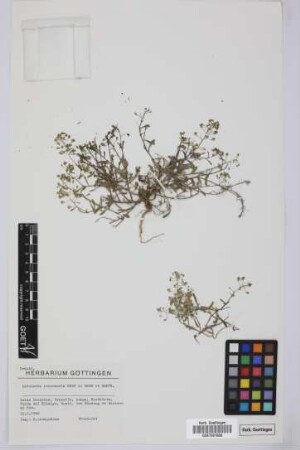 Lobularia canariensis intermedia (Webb & Berthel.) L. Borgen