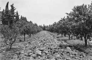 Orangenplantage : Blick entlang des stark aufgelockerten Bodens zwischen Orangenbäumen auf einer Plantage in der Mitidja-Ebene.