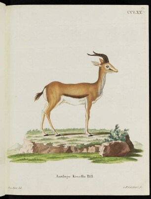 CCLXX. Antilope Kevella Pall.