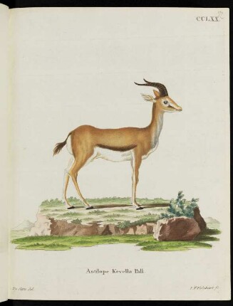 CCLXX. Antilope Kevella Pall.