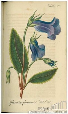 Gloxinia formosa