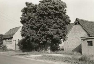 Breunsdorf. Bauernhof, Nr. 55 (um 1800). Straßenansicht mit Hof-Kastanie. Zustand nach Freizug für Kohleabbau