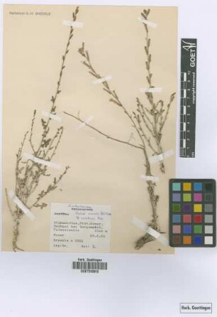 Scariola orientalis (Boiss.) Soják ssp. nuristanica Podlech[paratype]