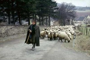Schäfer mit Schafherde