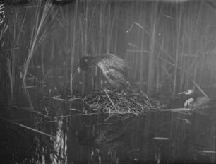 Haubentaucher : Haubentaucher (Podiceps cristatus Linnaeus) beim Brüten.