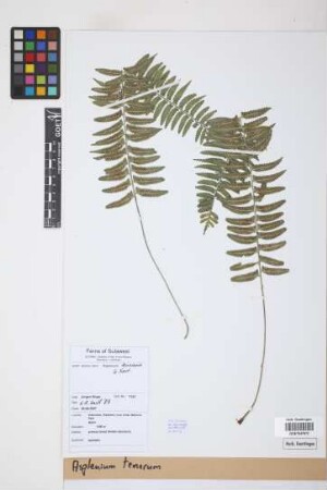Asplenium tenerum G.Forst.