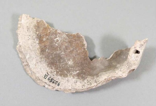 Mussel shell (fragment)