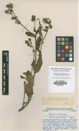 Hieracium amplexicaule L.