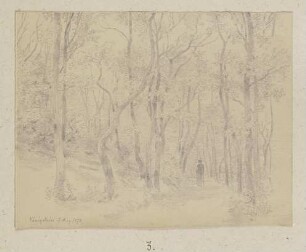 Waldweg bei Königstein