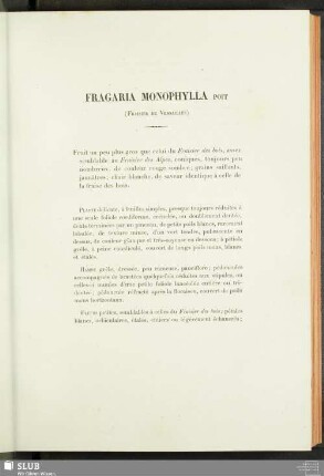 Fragaria Monophylla Poit (Fraisier De Versailles)