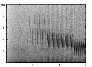 Buchfink | Fringilla coelebs - Gesang