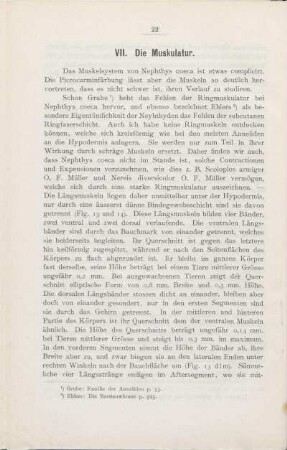 VII. Die Muskulatur.