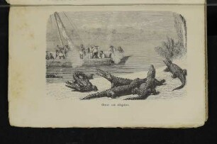 Chasse aux alligators.