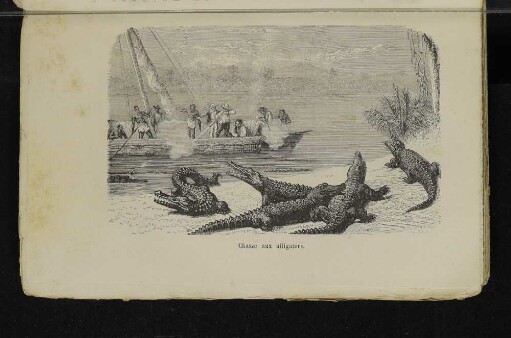 Chasse aux alligators.