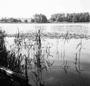 Freibad Poggensee: vorne Uferpflanzen, dahinter Seerosen im Wasser, im Hintergrund das gegenüberliegende Ufer