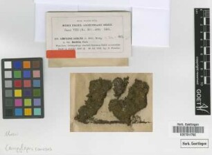 Campylopus caudatus (Müll.Hal.) Mont. var. M.Fleisch. flexifolius[type]